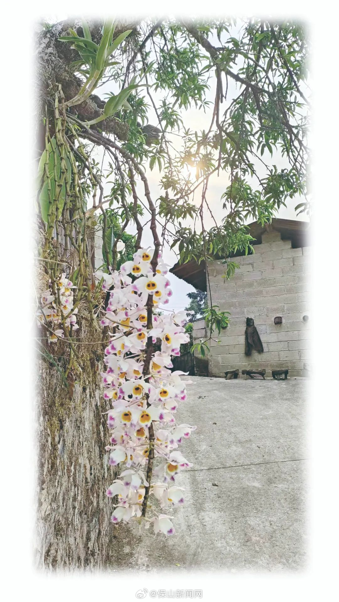 保山新闻网