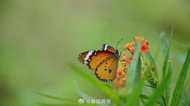 春城晚报