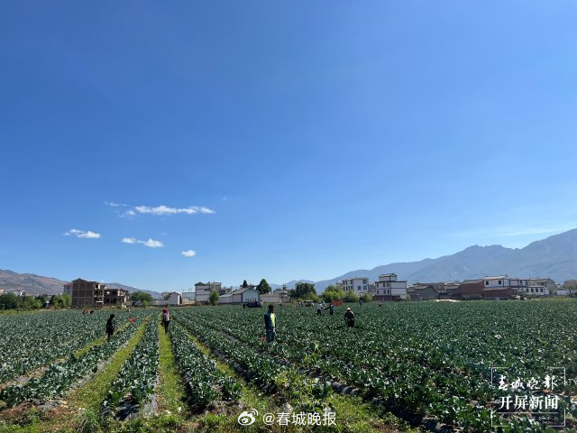一棵即将出口的西蓝花：解析乡镇亿元产业