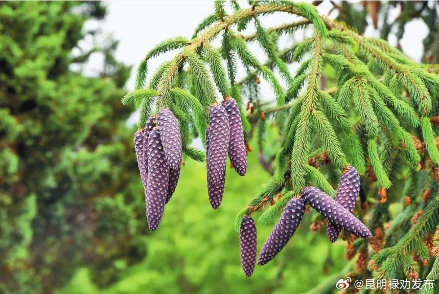 绝迹60年 这种植物重现轿子山!