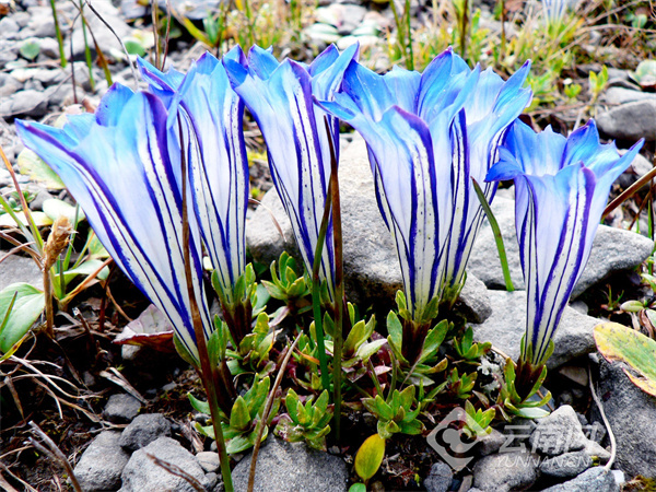 云南省文化和旅游厅