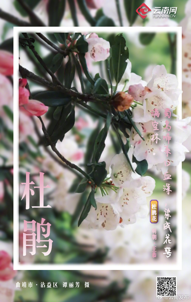 云南发布