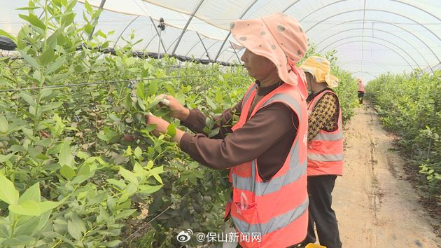 杨柳乡： 蓝莓拓宽群众就业增收路