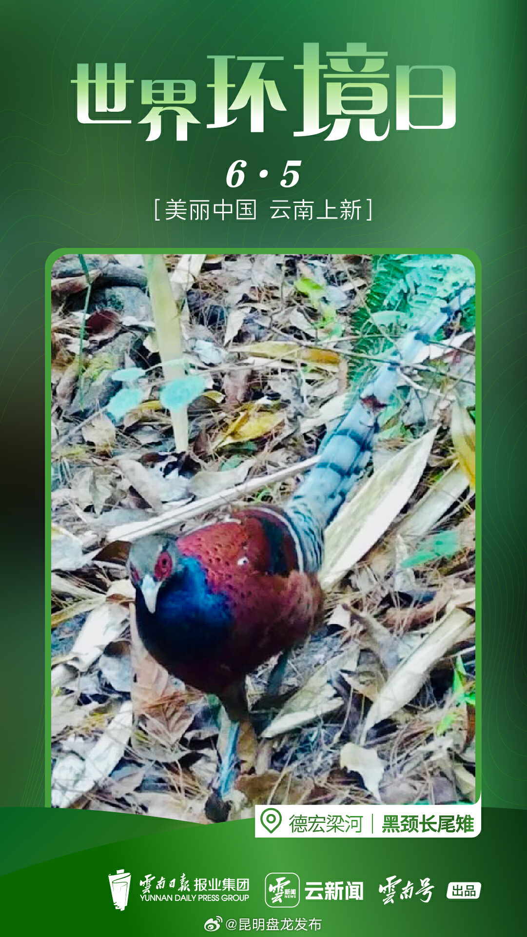 世界环境日特别策划丨多彩生灵 云南持续上新