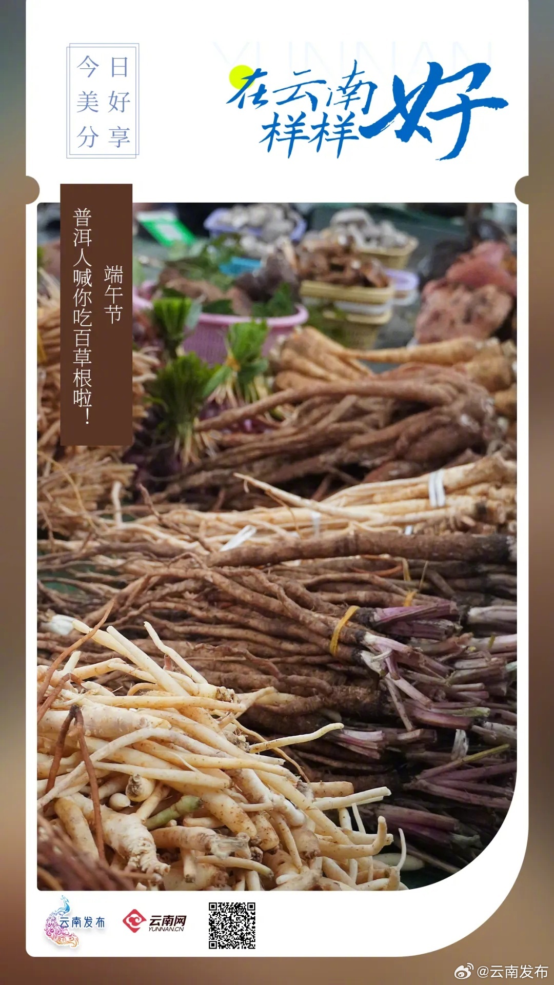 端午节，普洱人喊你吃百草根啦！