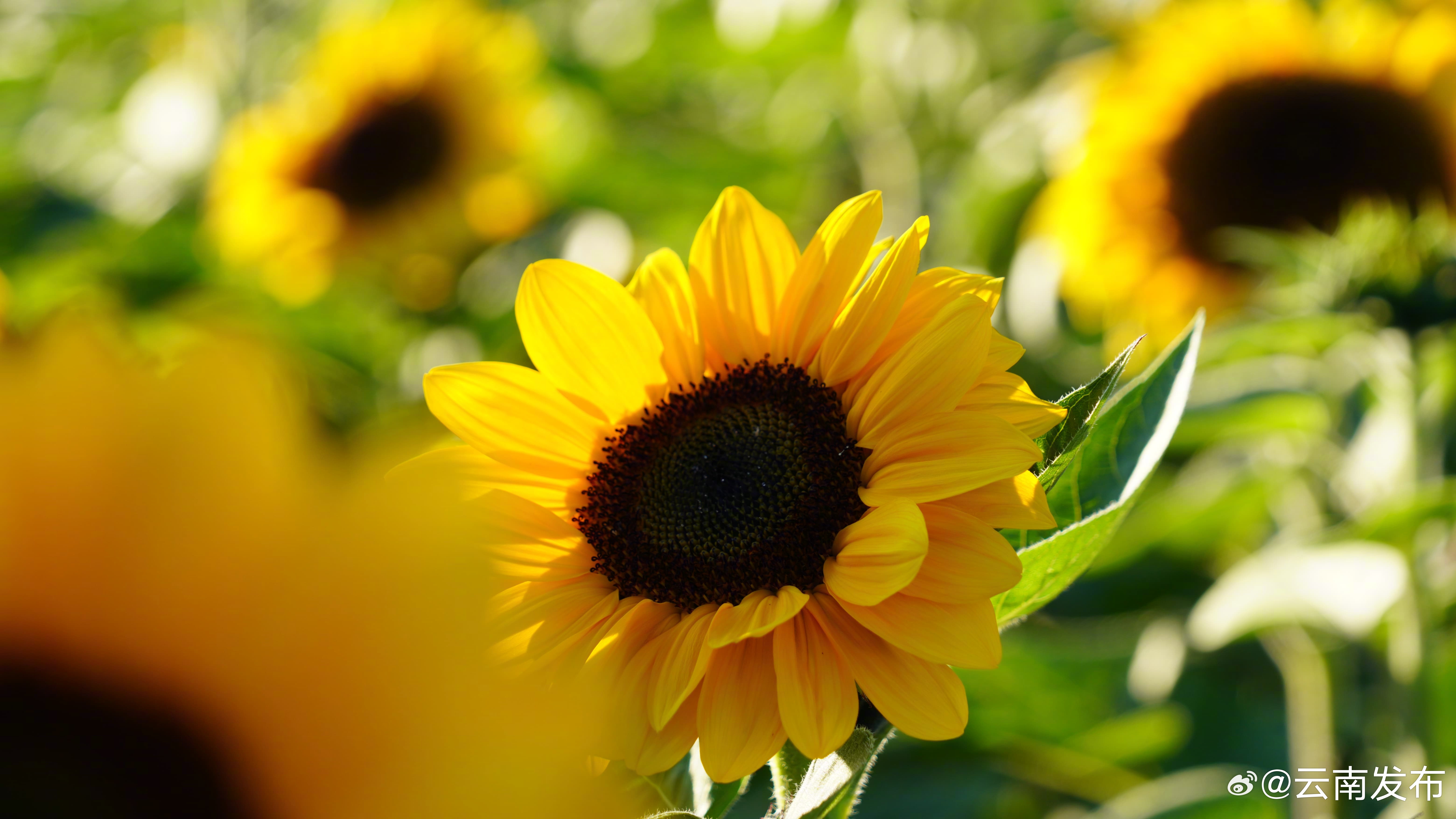 云南发布