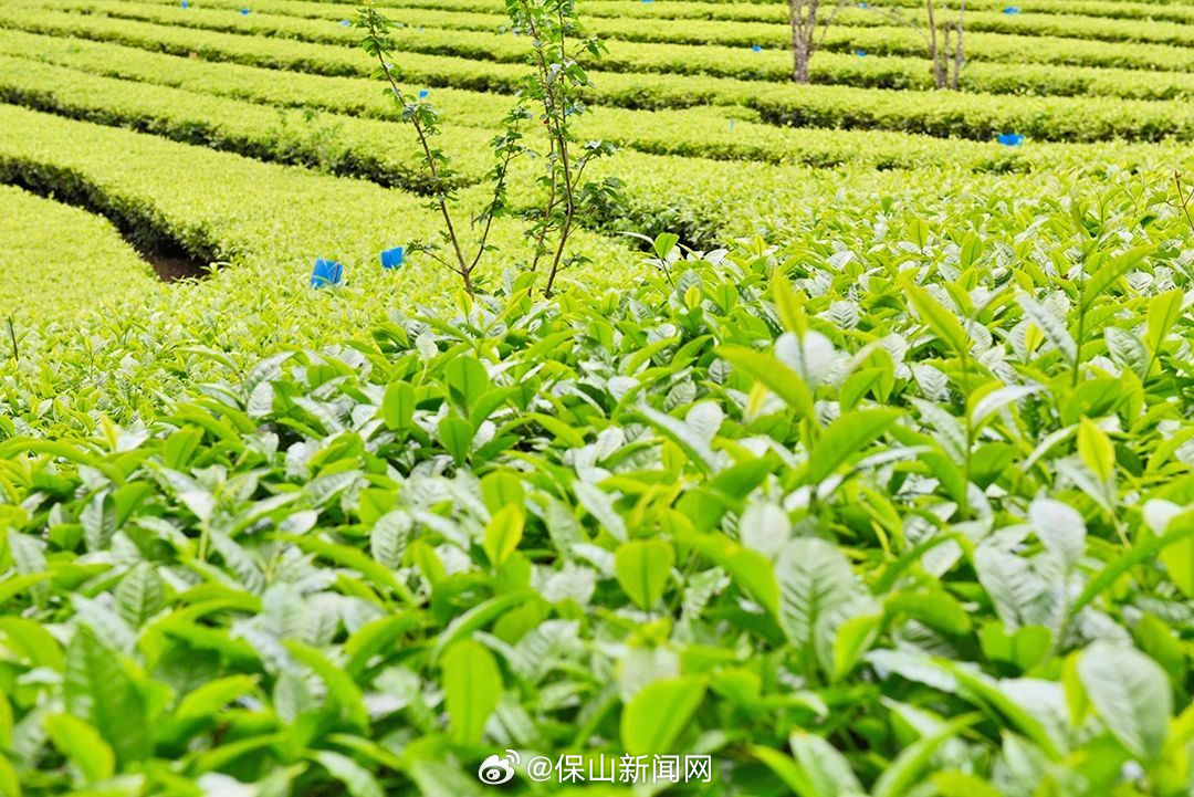 保山新闻网