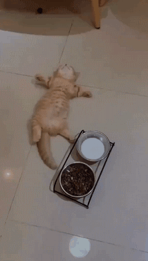 睡前有这5个习惯的人易胖肚子