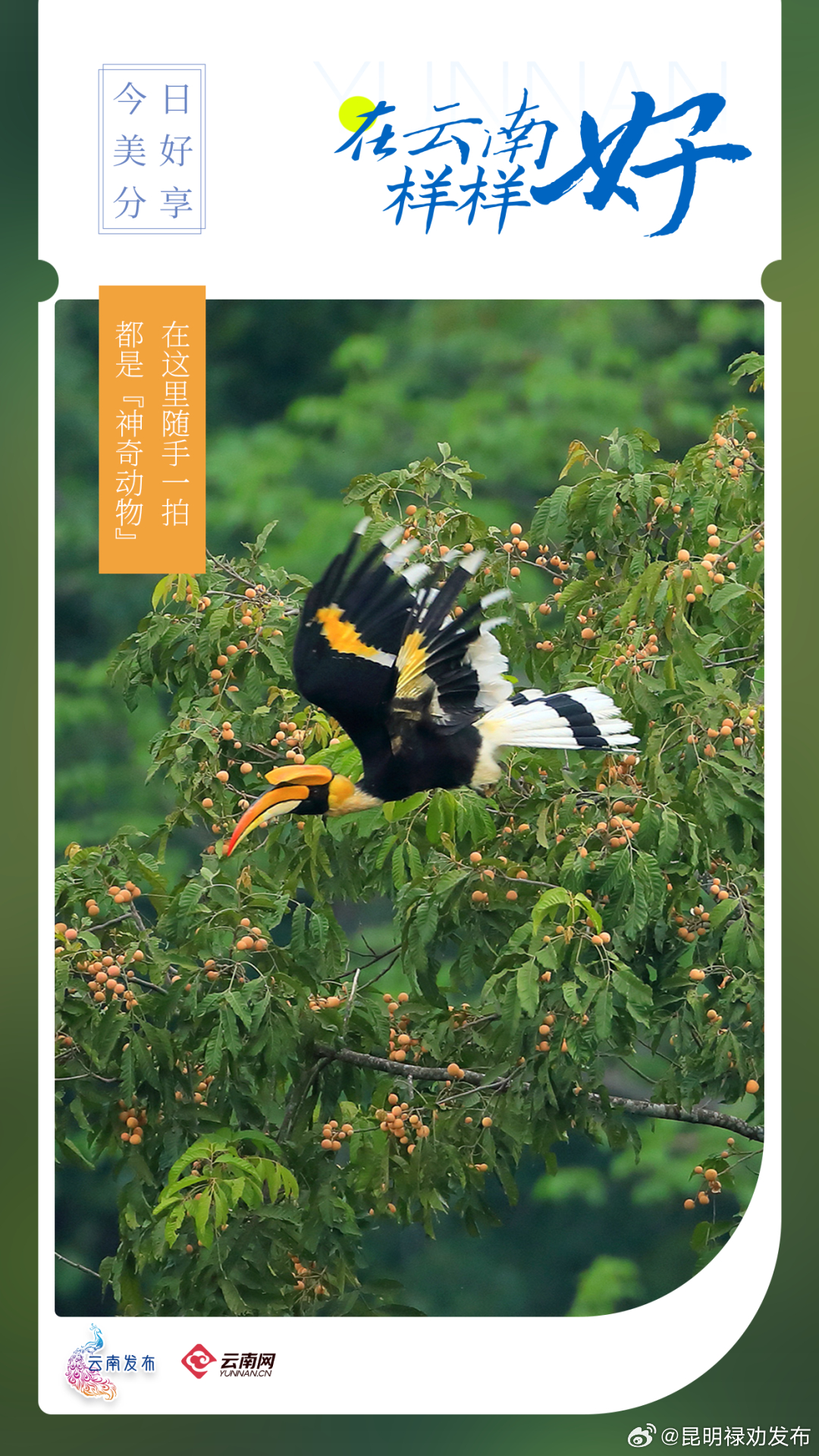 在云南样样好 | 在这里随手一拍，都是“神奇动物”！