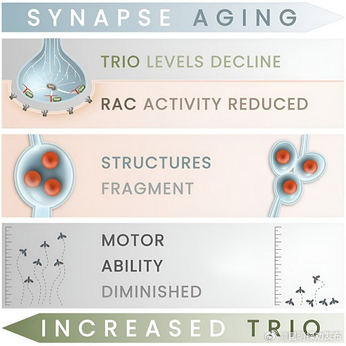 延缓老年运动能力下降的蛋白找到