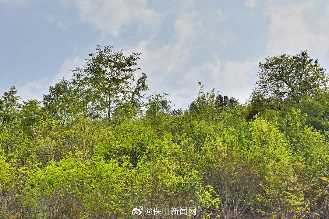 保山新闻网