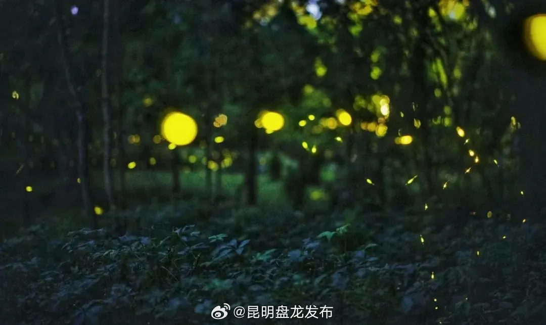 玩转无忧勐腊 | 沉浸式探索！一起开启热带雨林奇妙夜