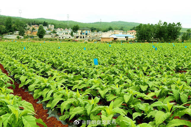美丽乡村产业兴——宣威市板桥街道永安村产业兴村纪实