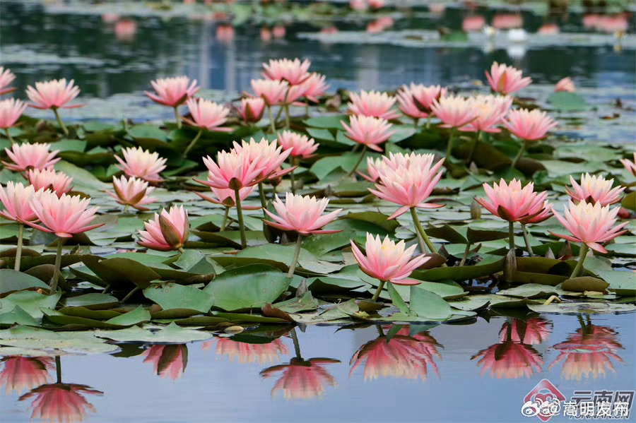 7万株睡莲悄然绽放 保山青华海变身梦幻水上花园
