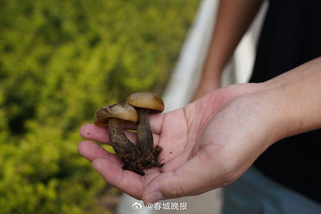 春城晚报