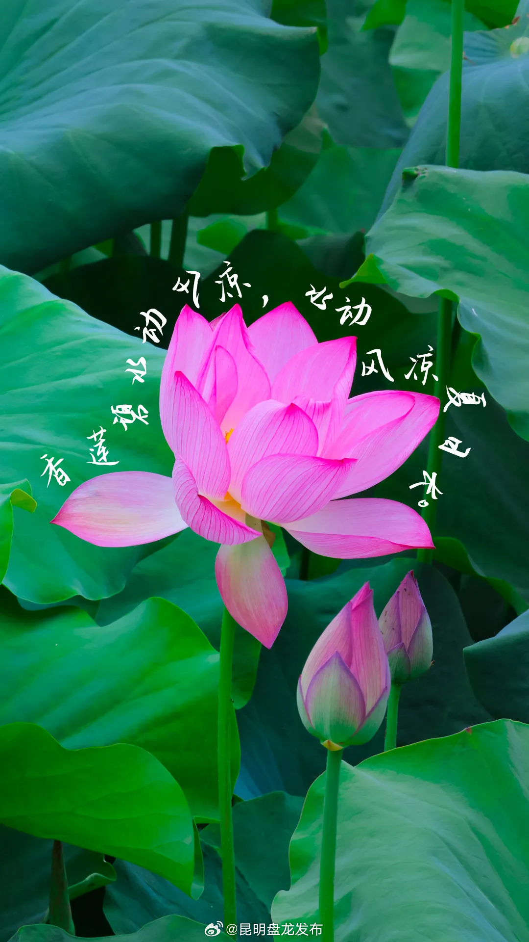 阅“呈”记｜呈贡的荷花，开在了心巴上～