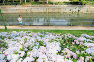 盘龙江畔 绣球花开