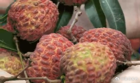 为什么荔枝皮厚却容易变质