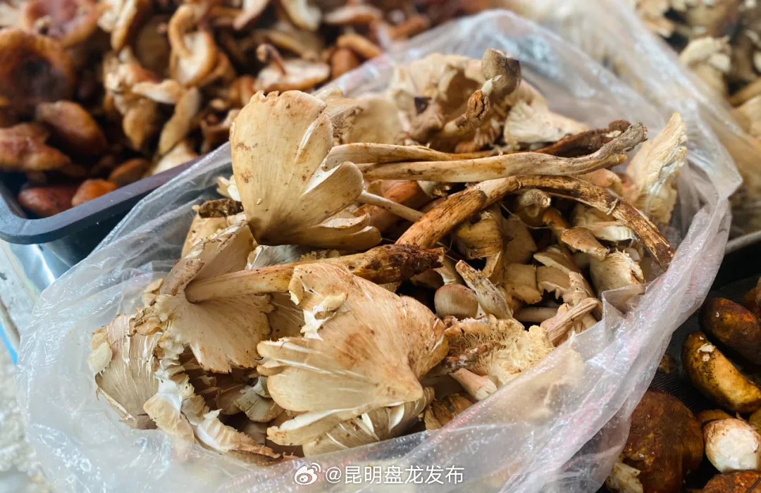 昆明盘龙发布
