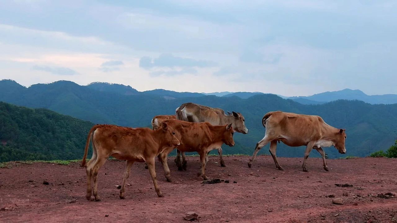 云南省文化和旅游厅