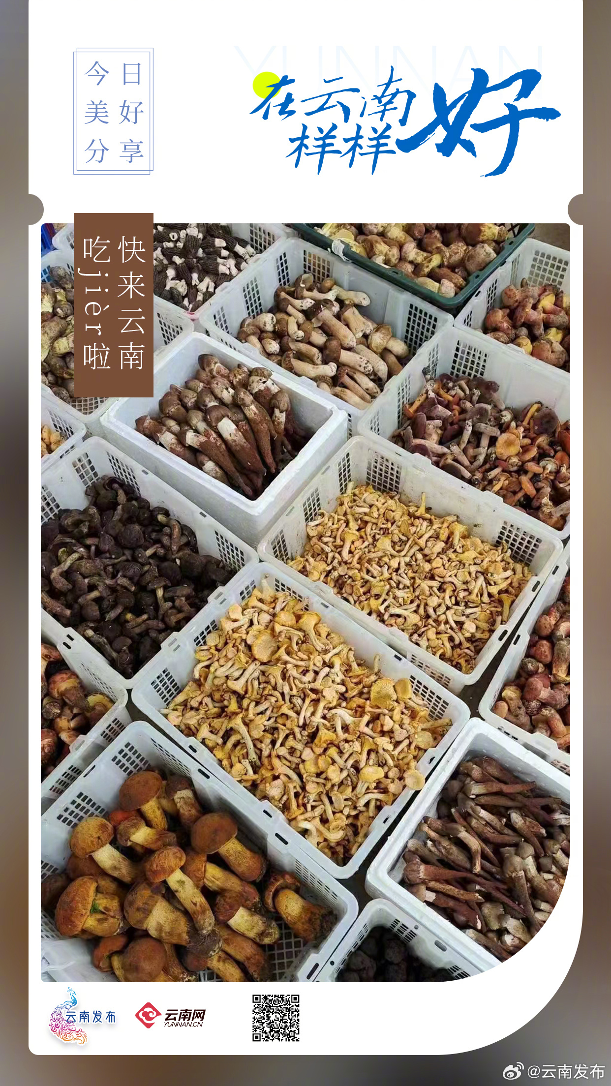 快来云南，吃jièr啦