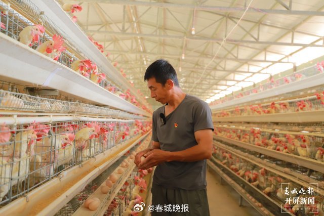 返乡“兴农人”杨武海：蛋鸡养殖“孵出”乡村致富经