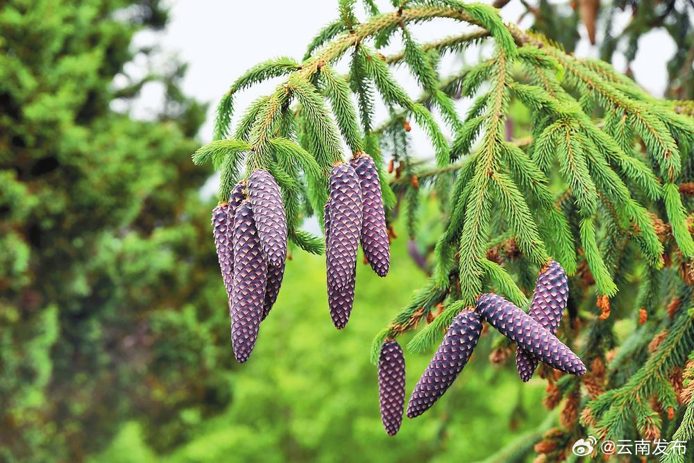 时隔60年油麦吊云杉再现轿子山