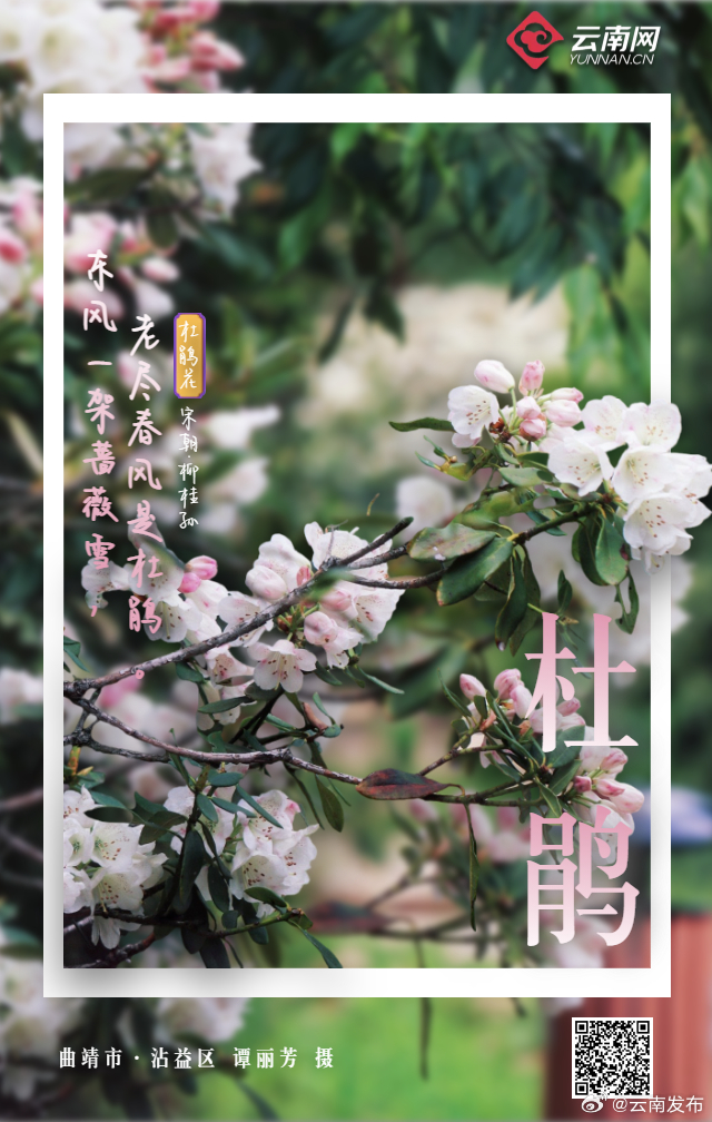 云南发布