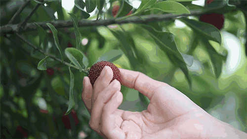 把杨梅里的小虫吃掉会怎样 