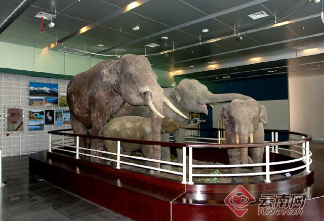 云南省文化和旅游厅