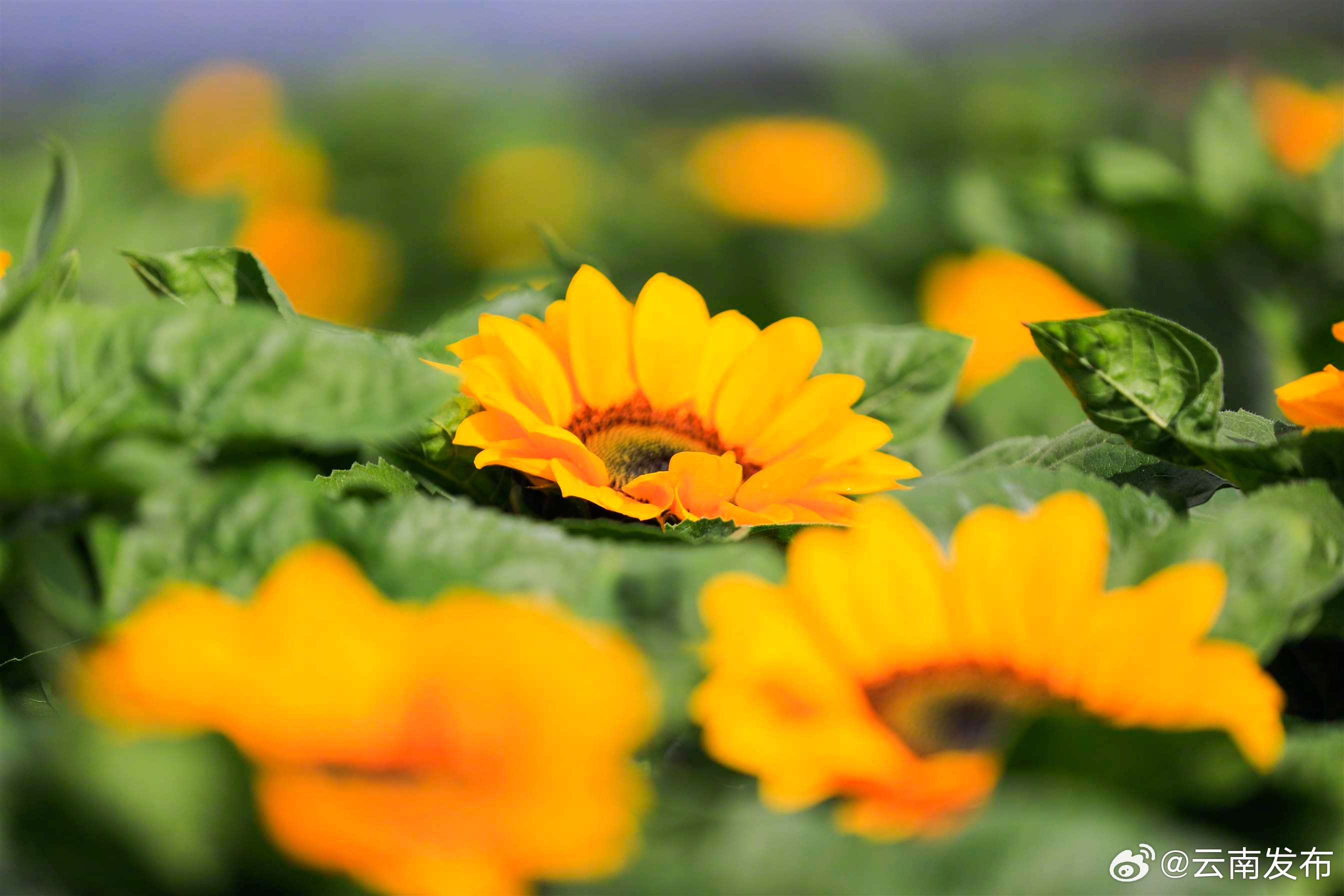 云南发布