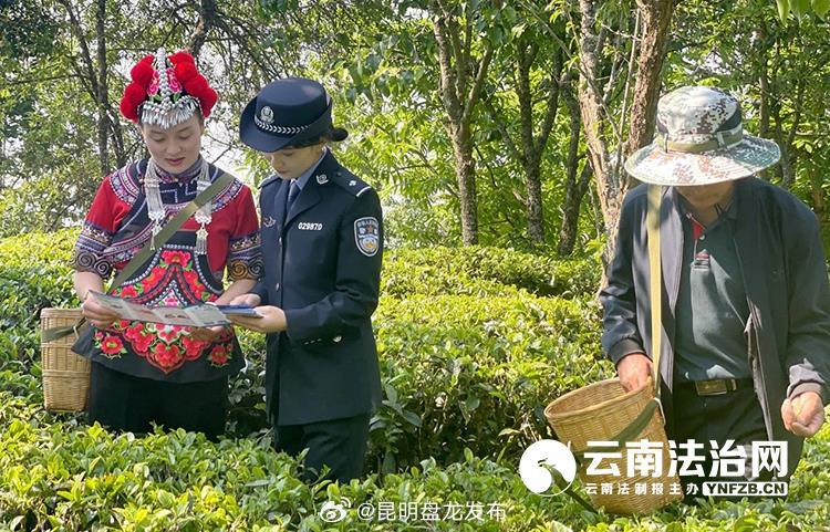 双柏警方“早中晚”护航“茶经济”