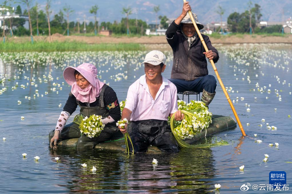 大理海菜花迎丰收
