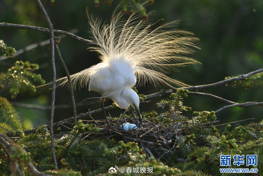 春城晚报
