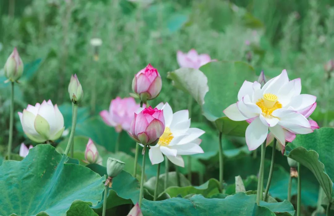 晋宁诗意的栖居地