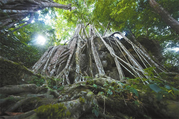 云南省文化和旅游厅