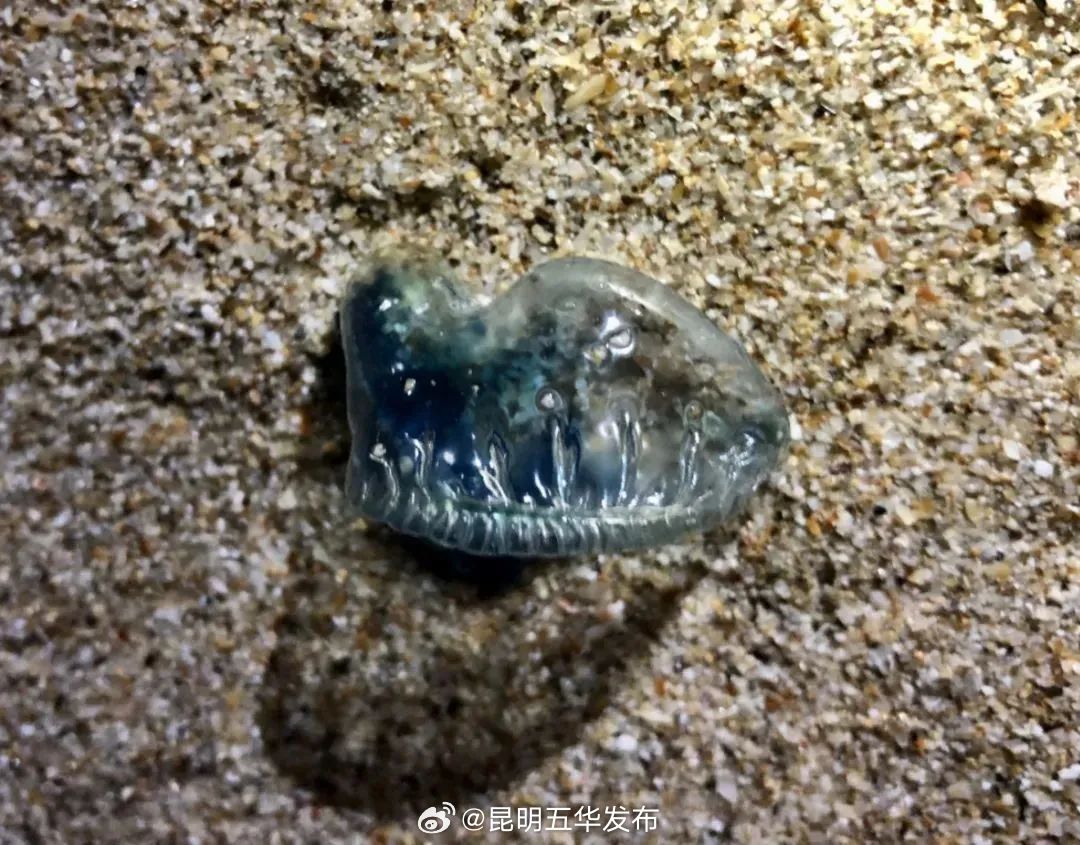 有剧毒！看到这种“塑料袋”，请立即远离