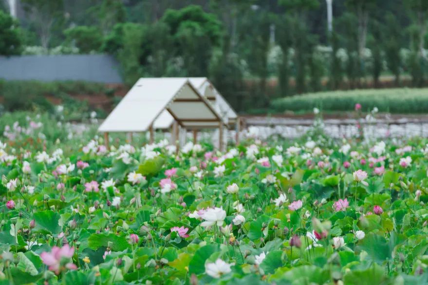 晋宁诗意的栖居地