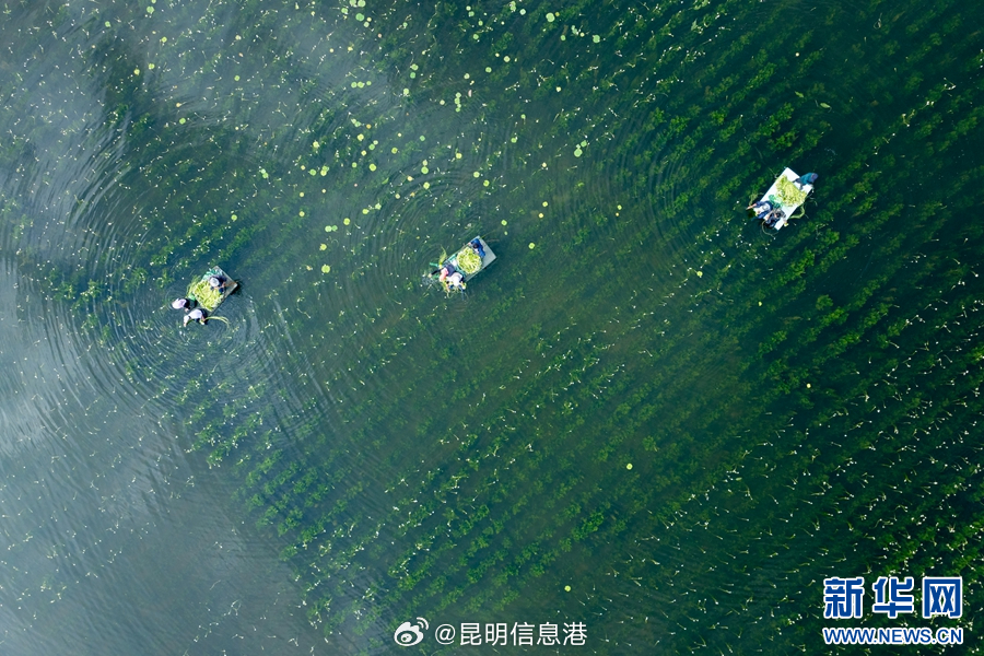 昆明信息港微博