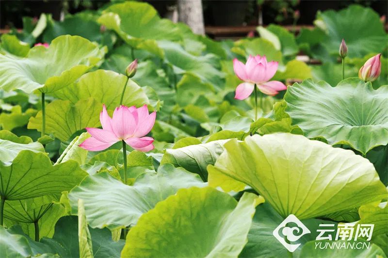 云南省文化和旅游厅