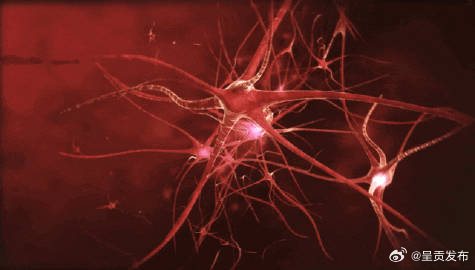 吃牛肝菌为什么容易中毒