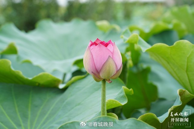 春城晚报
