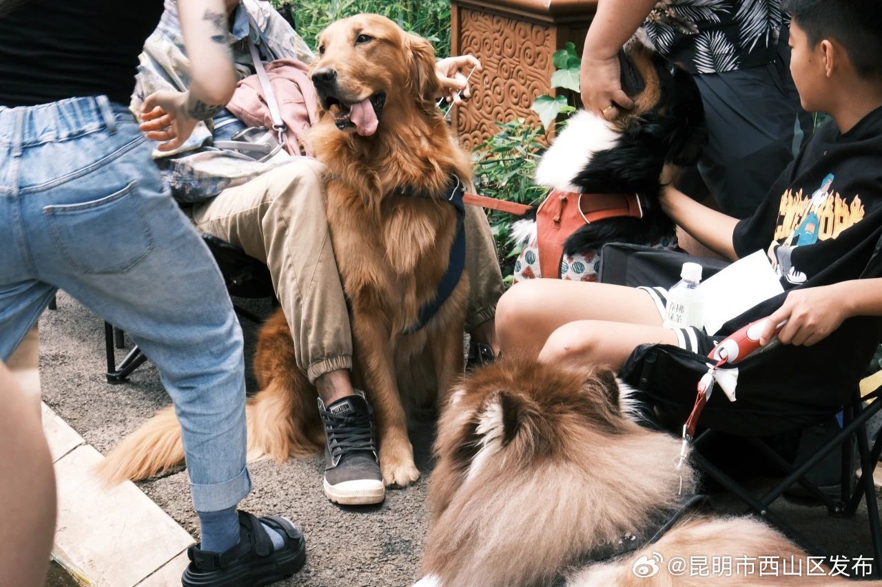 昆明市西山区发布