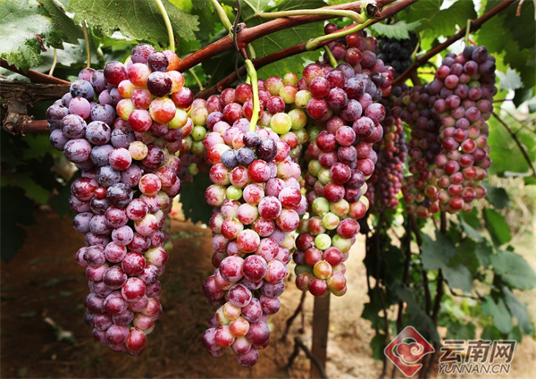 云南省文化和旅游厅