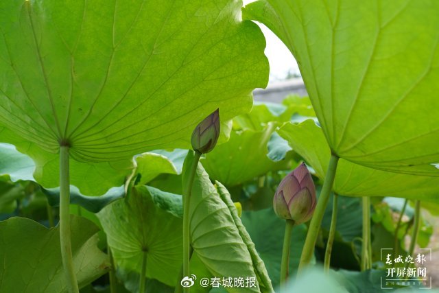 春城晚报