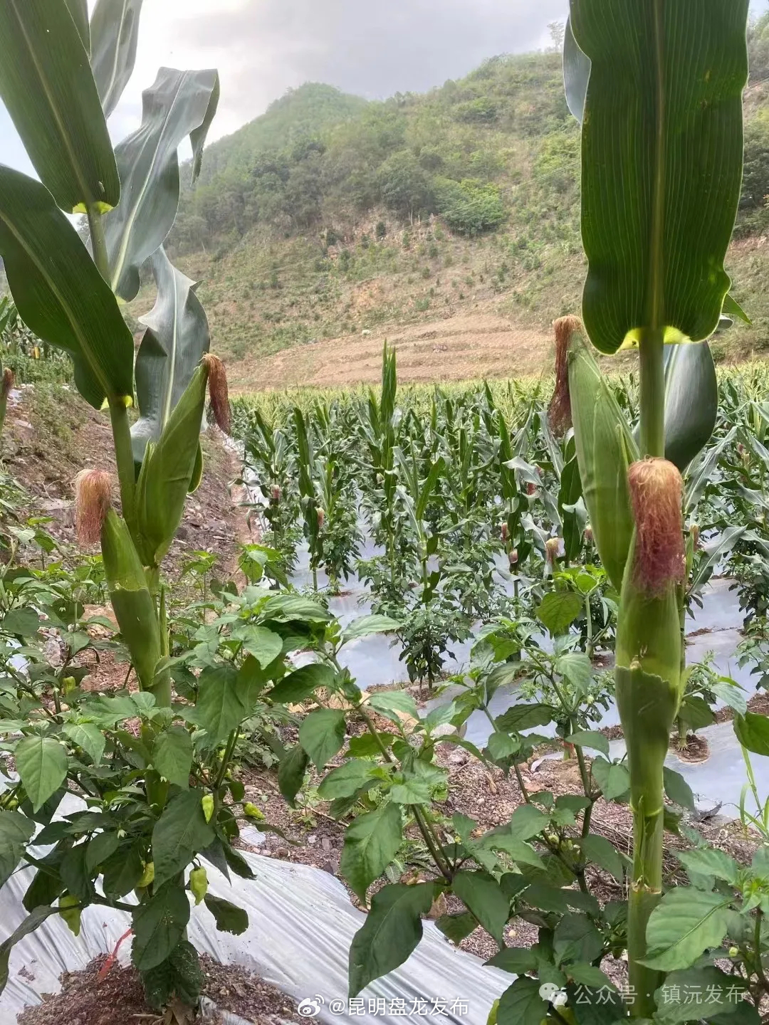 昆明盘龙发布
