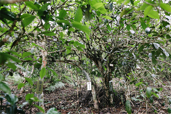 云南省文化和旅游厅