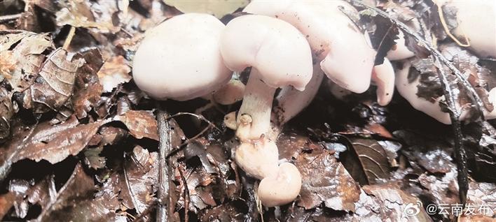 大理南涧首次发现可食用大型真菌紫丁香蘑