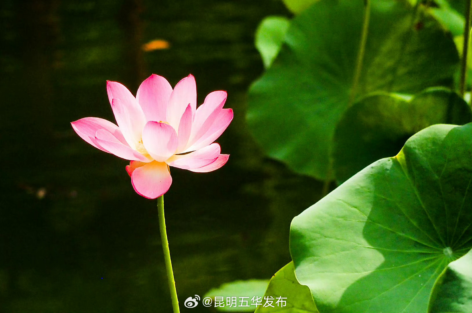 今年三伏天为何这么长 ？