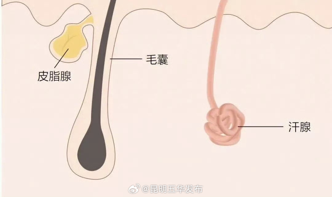 为什么脸上的皮肤最爱出油